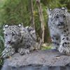 Photos, Videos: Insanely Cute Snow Leopard Cubs Born At Central Park Zoo!
